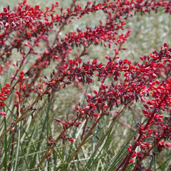 Dwarf Red Yucca Stoplights