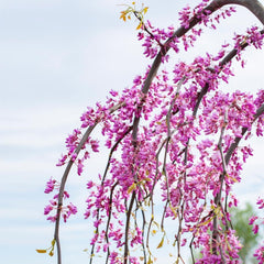Bloomables® Golden Falls® Redbud Tree