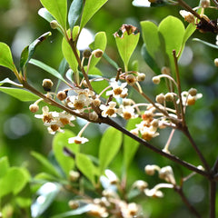 Cleyera Japonica