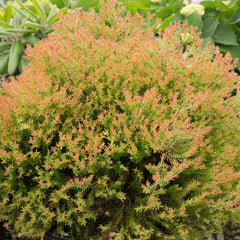 Southern Living® Fire Chief™ Thuja Shrub