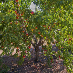 Frost Proof Peach Tree