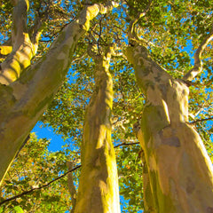 Sioux Crape Myrtle Tree