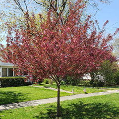 Proven Winners® Show Time™ Crabapple Tree
