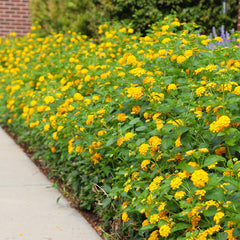 New Gold Lantana