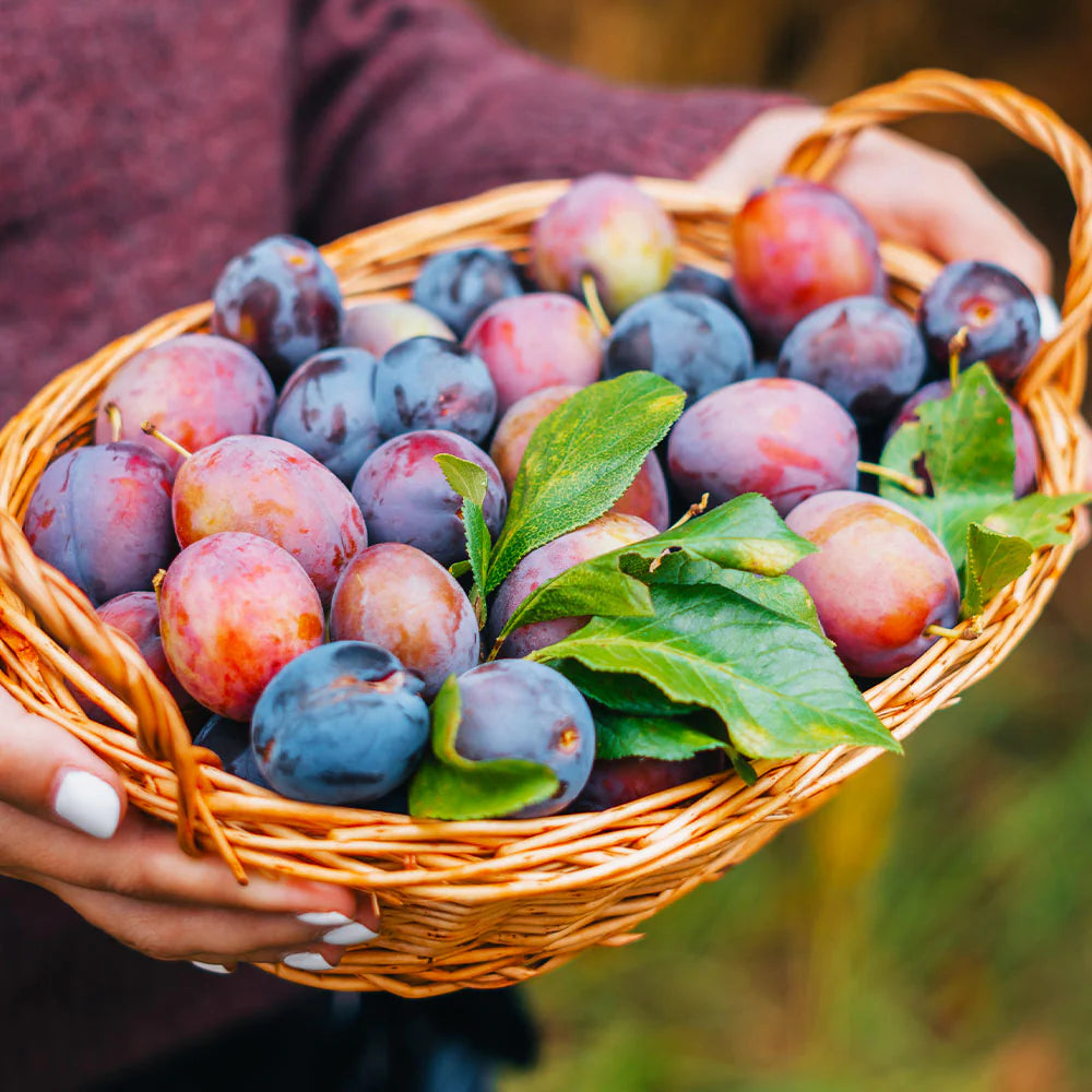 4-in-1 Plum Tree