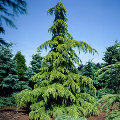 Golden Deodar Cedar Tree