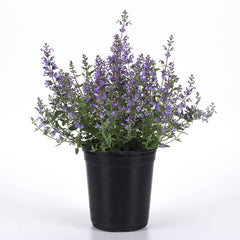 Better Versions® Junior Walker™ Nepeta Plant