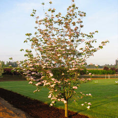Stellar Pink Dogwood Tree