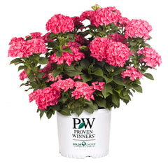 Cityline® Paris Bigleaf Hydrangea