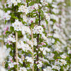 North Pole Columnar Apple Tree