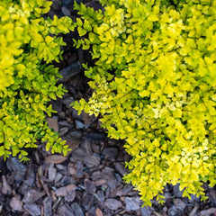 Southern Living® Sunshine Ligustrum Shrub