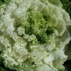 White Kamome Ornamental Kale