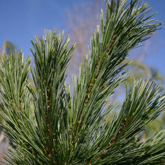Vanderwolf's Pyramid Limber Pine