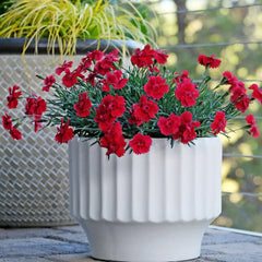 Fire Star Dianthus Plant