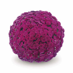 Purple Belgian Mums®