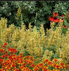 Kudos™ Yellow Agastache Plant