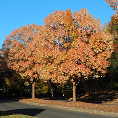Lacebark Chinese Elm Tree