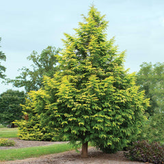 Amber Glow™ Redwood Tree