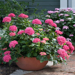 Cityline® Paris Bigleaf Hydrangea