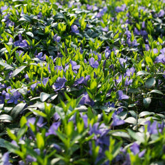 Vinca Minor Periwinkle Vine