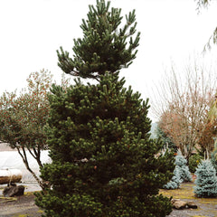 Oregon Green Austrian Pine