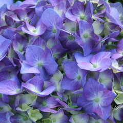 Proven Winners® Let's Dance® Blue Jangles Hydrangea Shrub
