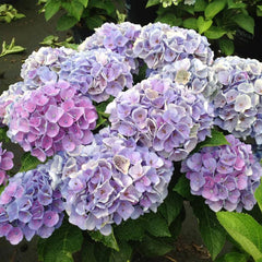Hydrangea Magical® 'Amethyst' Shrub