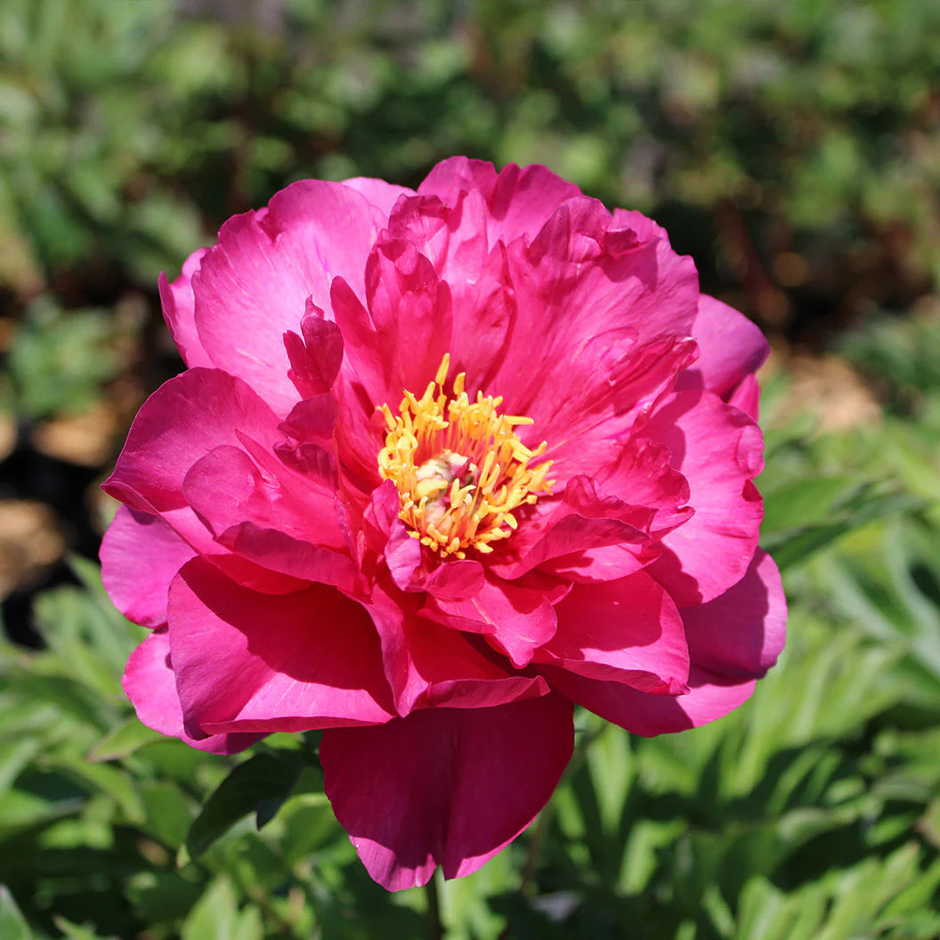 Garden Candy® Hot Tamale™ Itoh Peony Shrub