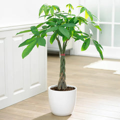Money Tree