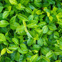 Purpleleaf Wintercreeper Shrub