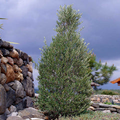 Little Ollie' Dwarf Olive Tree