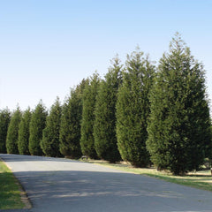 Techny Cold Hardy Thuja Tree
