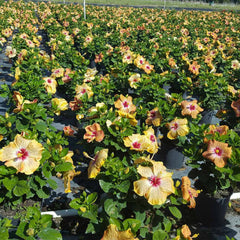 Proven Winners® Golden Globe™ Hollywood® Hibiscus