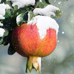 Cold Hardy Red Pomegranate Tree - USDA Organic