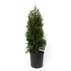 Sugar and Spice™ Thuja