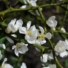Weeping Dragon Orange Bush