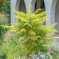 Tiger Eyes® Sumac Shrub