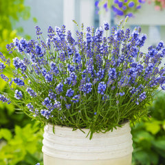 Essence Purple Lavender Plant