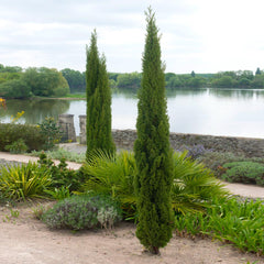 Dwarf Italian Cypress