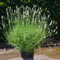 Exceptional™ Lavender Plant