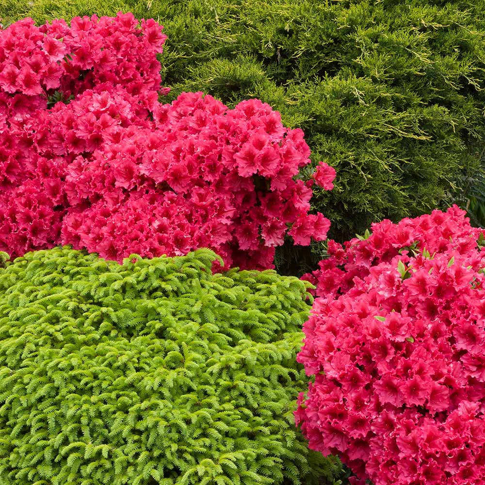 Red Ruffle Azalea Shrub