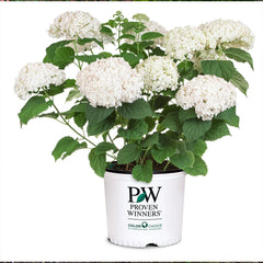 Proven Winners® Invincibelle Wee White® Hydrangea