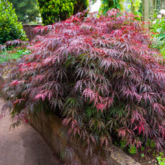 Red Select Japanese Maple Tree