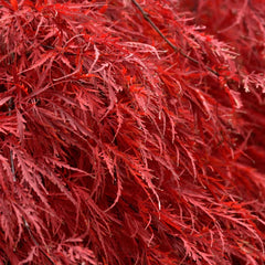 Tamukeyama Japanese Maple Tree
