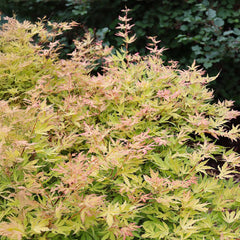 Proven Winners® Metamorphosa® Japanese Maple Tree