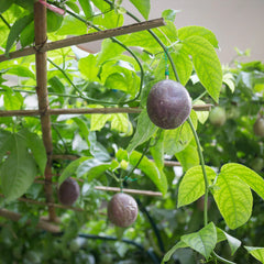 Passion Fruit Vine