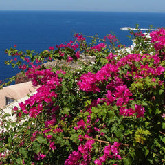 Pink Pixie Bougainvillea