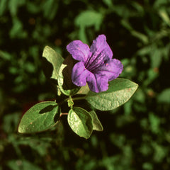 Desert Ruellia Shrub