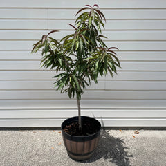 Bonfire Patio Peach Tree