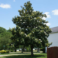 Southern Magnolia